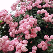 Load image into Gallery viewer, Organic Hand Sanitizer - Rose Essential Oil